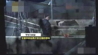 猪灌泥浆爆料视频  第2张